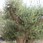 فيلة Apia *