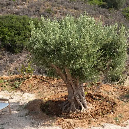 ヴィラ Apia ナフプリオ